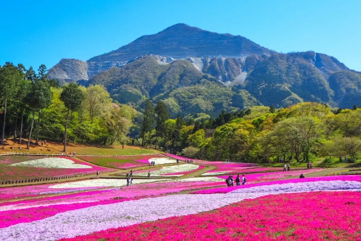 羊山公園の芝桜と武甲山の絶景